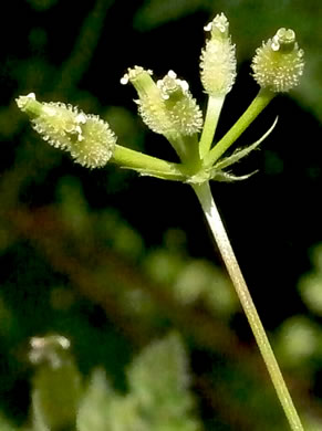 image of Anthriscus caucalis, Bur Chervil, Bur-parsley