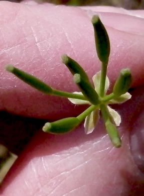 Chaerophyllum tainturieri, Southern Chervil, Wild Chervil, Hairyfruit Chervil