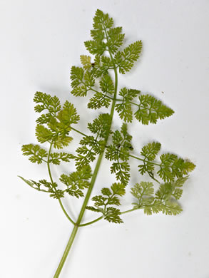 image of Anthriscus caucalis, Bur Chervil, Bur-parsley