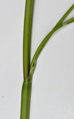 image of Anthriscus caucalis, Bur Chervil, Bur-parsley