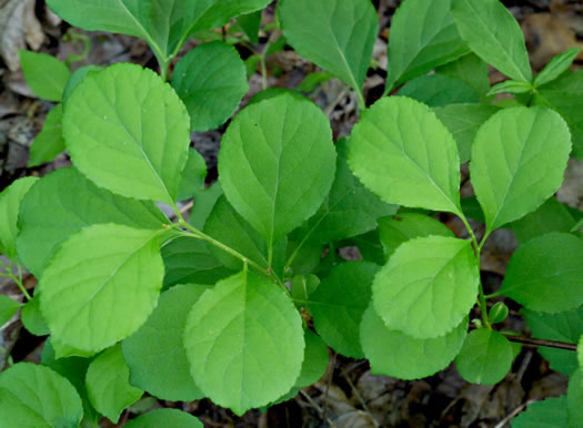 image of Celastrus orbiculatus, Oriental Bittersweet