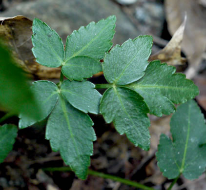 image of Zizia trifoliata, Mountain Golden-Alexanders