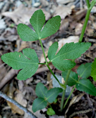 image of Zizia trifoliata, Mountain Golden-Alexanders