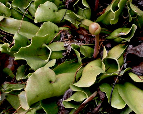 image of Sarracenia purpurea var. montana, Southern Appalachian Purple Pitcherplant