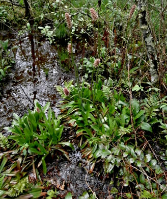 image of Helonias bullata, Swamp Pink