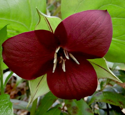 image of Trillium vaseyi, Vasey's Trillium, Sweet Trillium, Sweet Beth