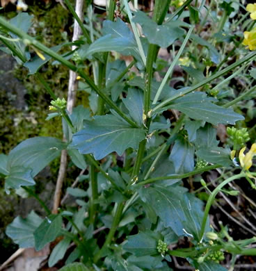 image of Barbarea vulgaris, Yellow Rocket-cress, Common Winter-cress, Yellow Rocket, Creasy