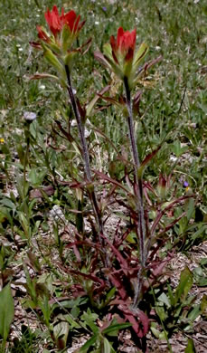 image of Castilleja coccinea, Eastern Indian Paintbrush, Scarlet Indian Paintbrush, Eastern Paintbrush