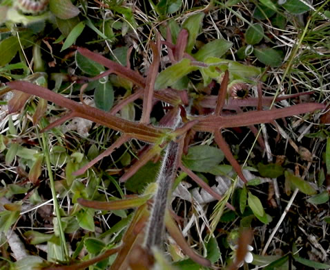 image of Castilleja coccinea, Eastern Indian Paintbrush, Scarlet Indian Paintbrush, Eastern Paintbrush