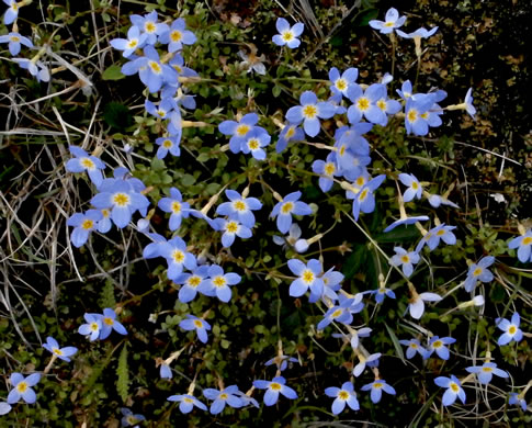 image of Houstonia serpyllifolia, Thymeleaf Bluet, Appalachian Bluet, Prostrate Bluet, Marsh Bluet