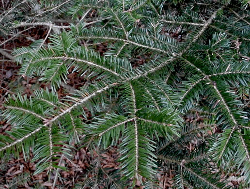 image of Abies fraseri, Fraser Fir, She Balsam, Southern Balsam