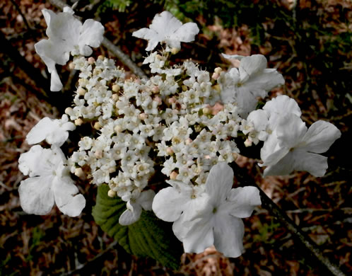 image of Viburnum lantanoides, Witch Hobble, Moosewood, Hobblebush, Tangle-legs