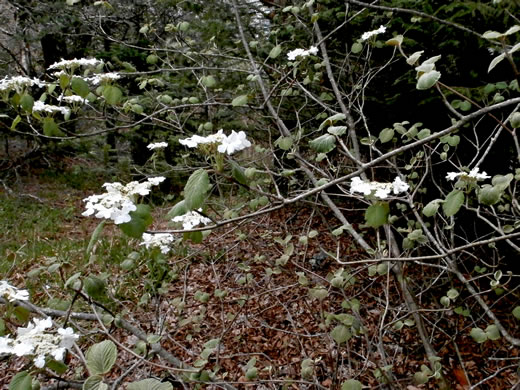 image of Viburnum lantanoides, Witch Hobble, Moosewood, Hobblebush, Tangle-legs