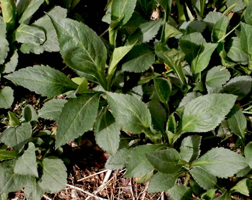 image of Solidago glomerata, Skunk Goldenrod, Clustered Goldenrod