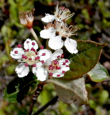 Red Chokeberry