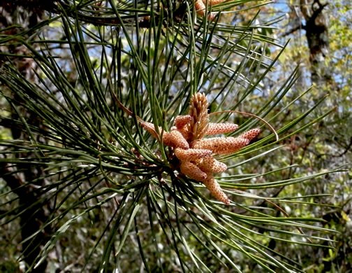 image of Pinus rigida, Pitch Pine