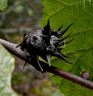 image of Hamamelis virginiana var. virginiana, Northern Witch-hazel