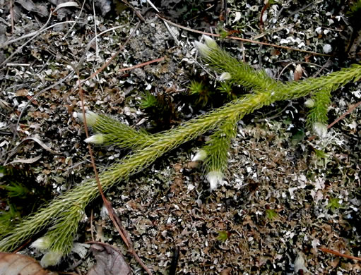 image of Lycopodium clavatum, Staghorn Clubmoss, Running Clubmoss, Ground-pine