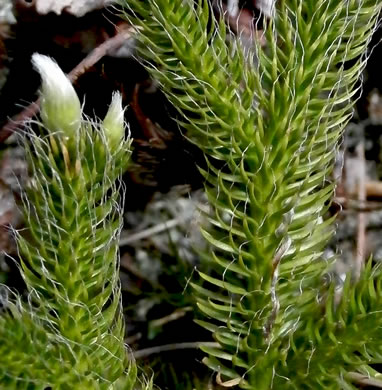 image of Lycopodium clavatum, Staghorn Clubmoss, Running Clubmoss, Ground-pine