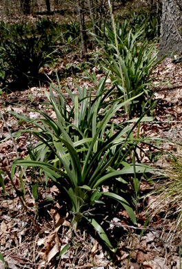 image of Amianthium muscitoxicum, Fly-poison