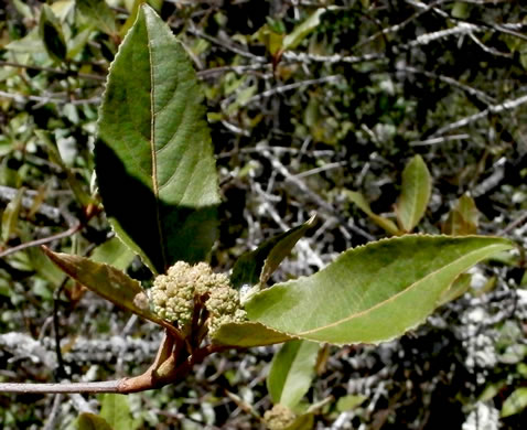 image of Viburnum cassinoides, Northern Wild Raisin, Witherod, Shonny Haw, Shawnee Haw