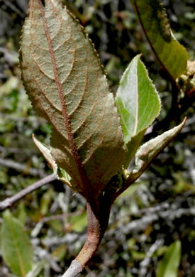 image of Viburnum cassinoides, Northern Wild Raisin, Witherod, Shonny Haw, Shawnee Haw