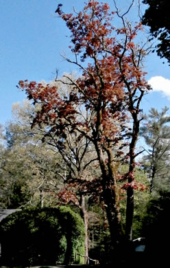 image of Acer platanoides, Norway Maple