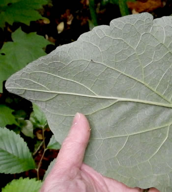 image of Arctium minus, Lesser Burdock, Common Burdock