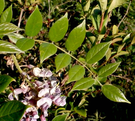 image of Wisteria frutescens var. frutescens, American Wisteria, Swamp Wisteria, Atlantic Wisteria