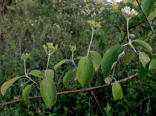 image of Swida amomum, Silky Dogwood, Bush Dogwood, Silky Cornel