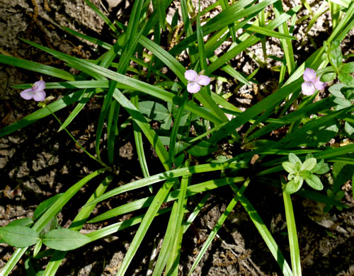 image of Cuthbertia rosea, Piedmont Roseling, Common Roseling