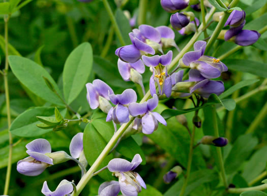 image of Baptisia australis, Tall Blue Wild Indigo, Streamside Blue Indigo, Tall Blue Baptisia