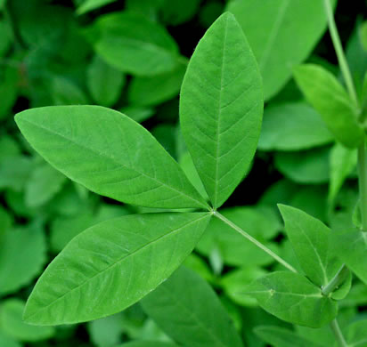 image of Thermopsis villosa, Aaron's Rod, Blue Ridge Golden-banner, Hairy Bush Pea