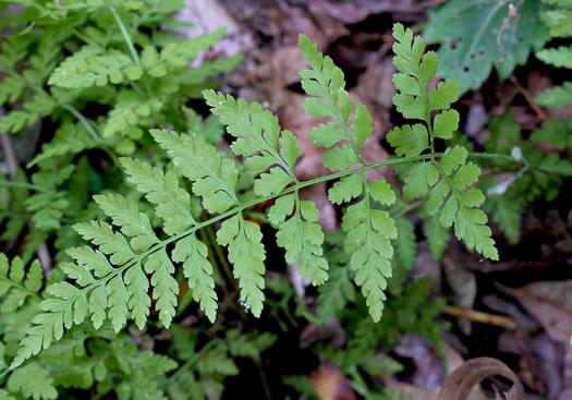 image of Cystopteris protrusa, Lowland Bladder Fern, Spreading Bladder Fern