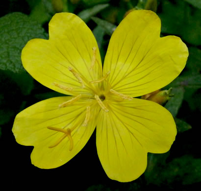 image of Oenothera fruticosa var. fruticosa, Narrowleaf Sundrops