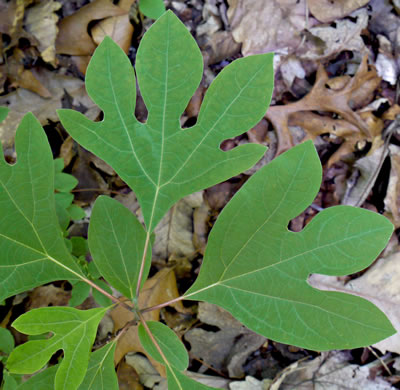 image of Sassafras albidum, Sassafras