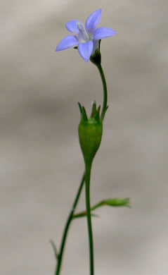 image of Wahlenbergia marginata, Wahlenbergia, Asian Rockbell, Asiatic bellflower, Southern Rockbell