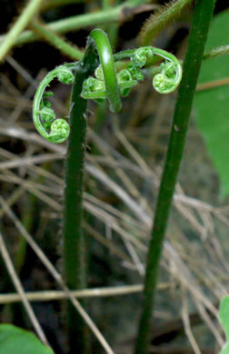 image of Macrothelypteris torresiana, Mariana Maiden-fern, Swordfern, False Maiden-fern