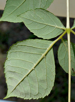 image of Aralia spinosa, Devil's Walkingstick, Hercules-club, Prickly Aralia, Prickly-ash