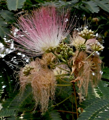 image of Albizia julibrissin, Mimosa, Silktree, Albizia