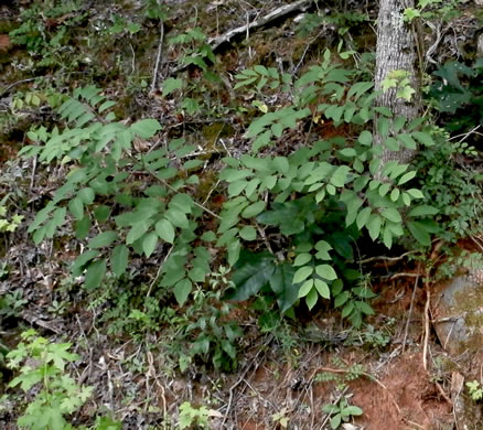 image of Toxicodendron vernix, Poison Sumac, Thunderwood