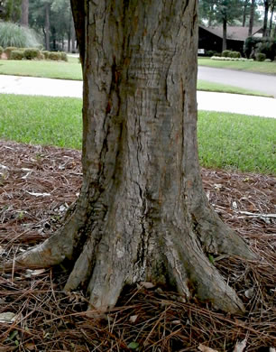 image of Acer buergerianum, Trident Maple