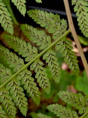 image of Athyrium asplenioides, Southern Lady Fern