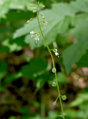 image of Circaea canadensis, Canada Enchanter's Nightshade