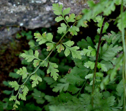 image of Cystopteris tenuis, Mackay's Bladder Fern, Mackay's Fragile Fern, Upland Bladder Fern