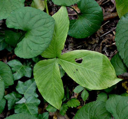 image of Pinellia tripartita, Green Dragon, Pinellia, Voodoo Lily