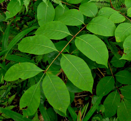 image of Toxicodendron vernix, Poison Sumac, Thunderwood