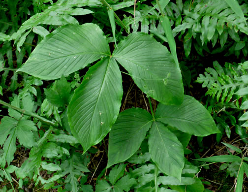 image of Pinellia tripartita, Green Dragon, Pinellia, Voodoo Lily