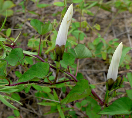 image of Ipomoea pandurata, Manroot, Wild Potato Vine, Man-of-the-earth, Wild Sweet Potato