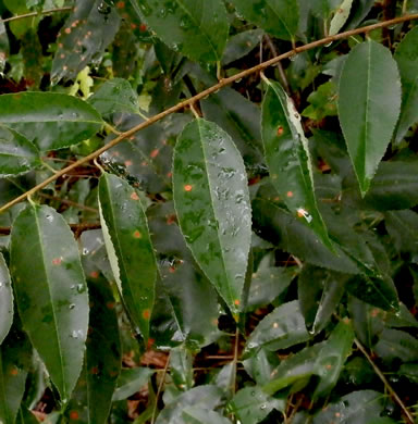 image of Prunus serotina var. serotina, Black Cherry, Eastern Wild Black Cherry, Bird Cherry